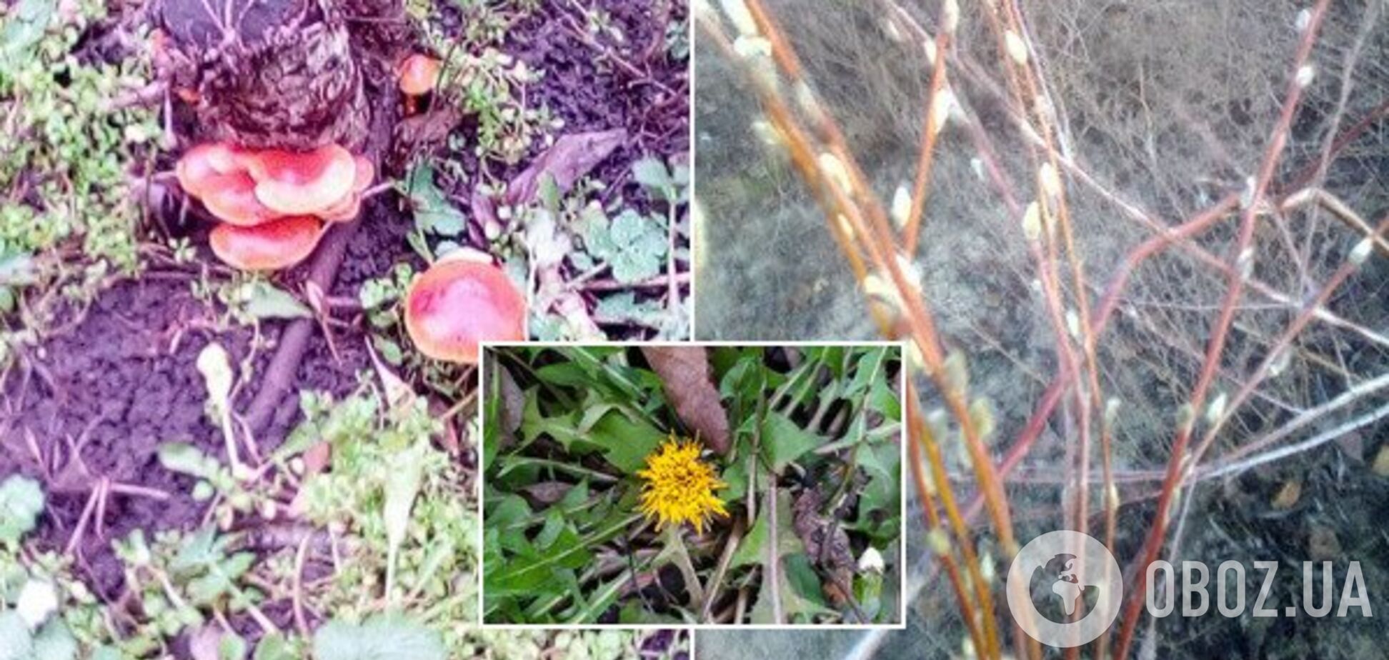 Гриби і квіти в грудні: на Дніпропетровщині природа 'дала збій' через аномальну погоду