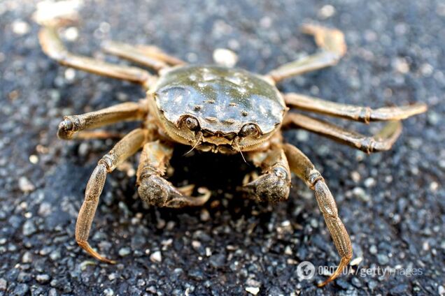 Нестерпний біль: на пляжі краб заліз у вухо туриста та застряг. Фото