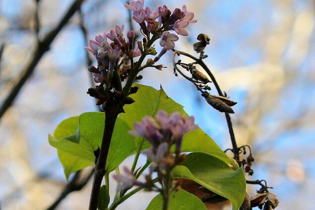 В Одесі посеред зими зацвів бузок