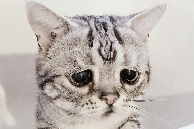 В Одессе вор украл домик у кота