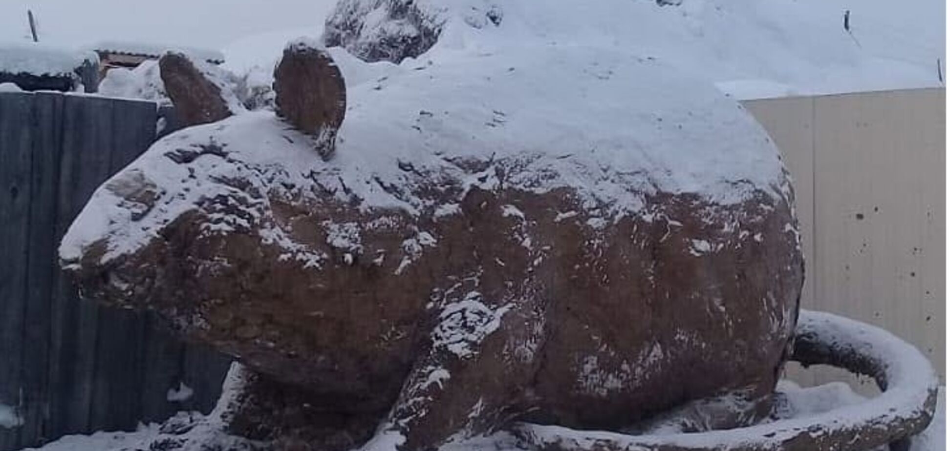 У Росії чоловік зліпив гігантського щура з гною