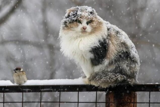 Заметет снегом: появился неожиданный прогноз погоды в Украине