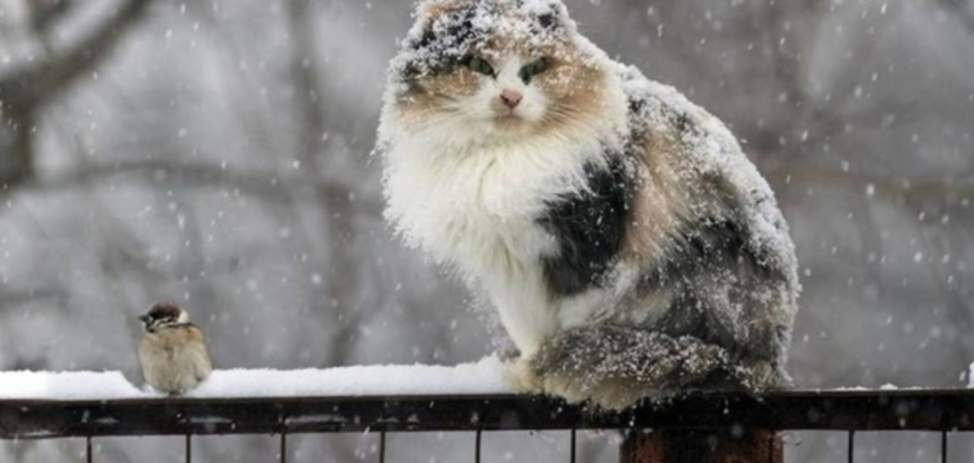 Заметет снегом: появился неожиданный прогноз погоды в Украине