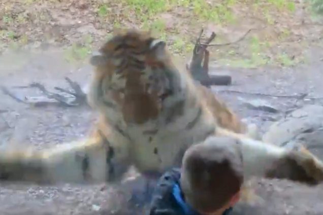 В зоопарке тигр набросился на ребенка: видео стало вирусным в сети