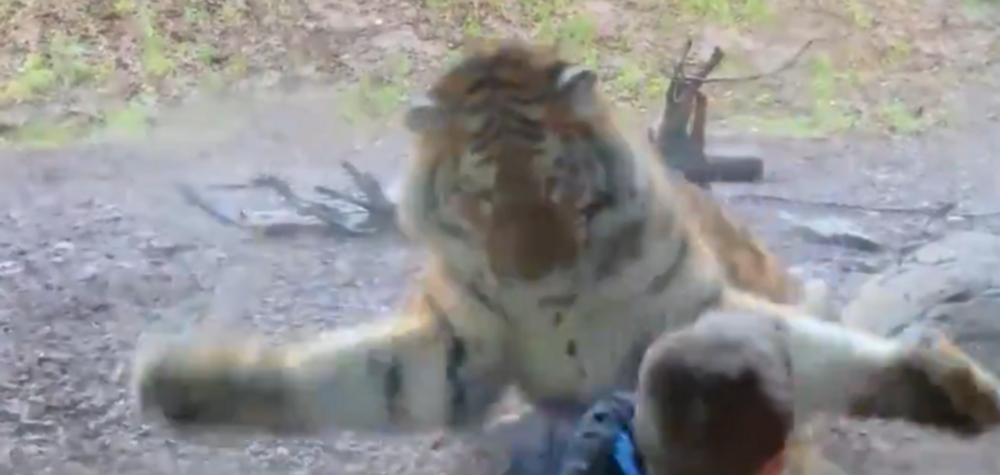 В зоопарку тигр накинувся на дитину: відео стало вірусним в мережі