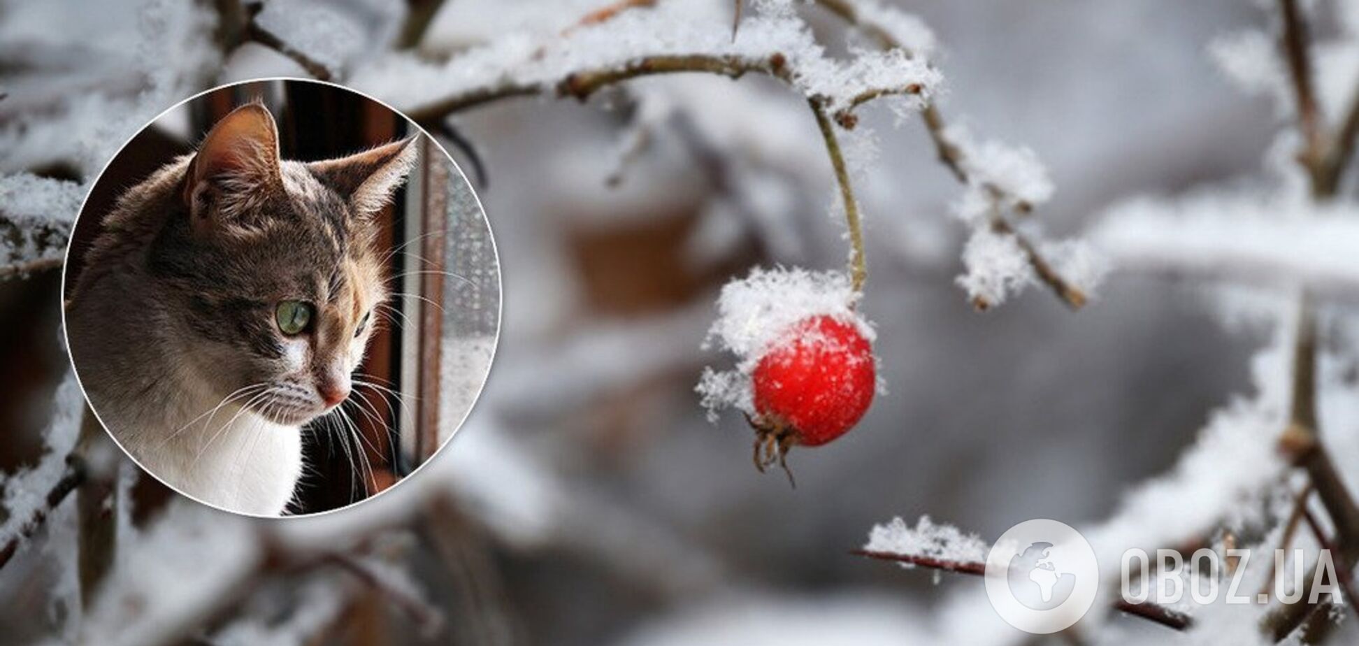 Перед Новим роком в Україні похолодає: синоптики уточнили прогноз