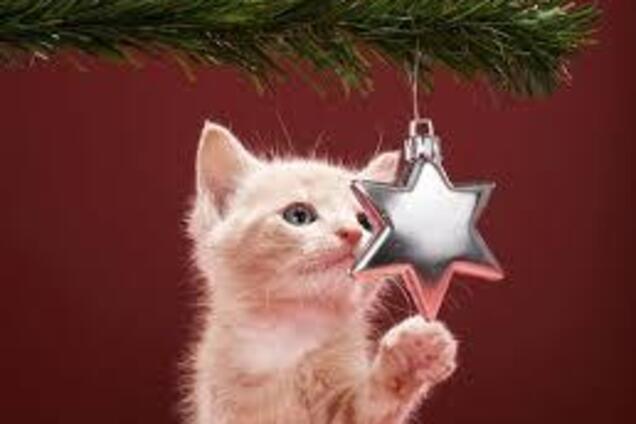 Кошачий Новый год: как провести праздник с пушистым питомцем
