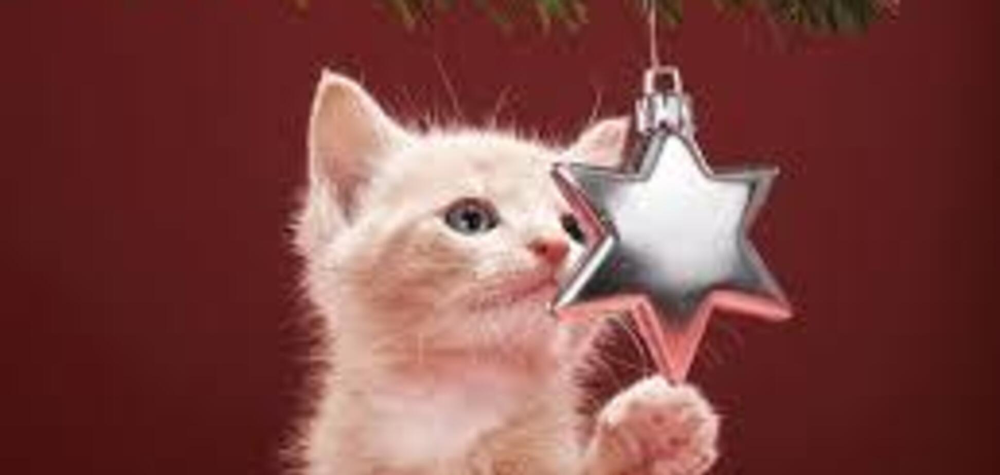 Котячий Новий рік: як провести свято з пухнастим улюбленцем