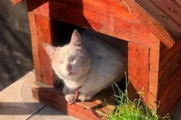 Забрали последнее: в Кривом Роге у слепого кота украли домик
