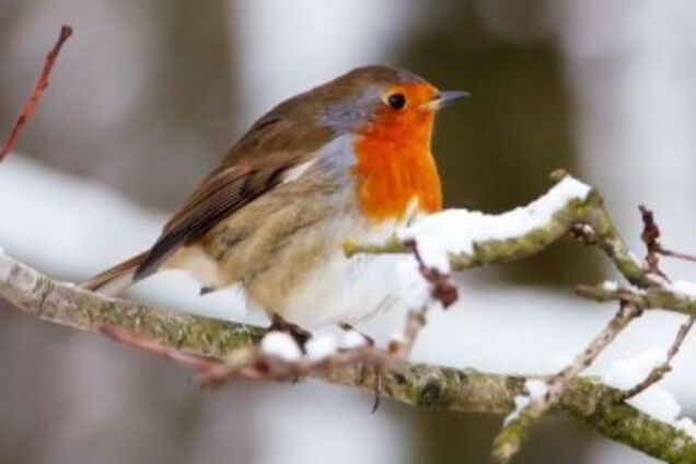 До -42 и 27 см снега: синоптики описали погоду в январе в Украине