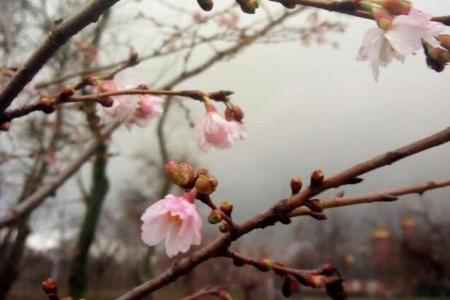 Природна аномалія: в Кривому Розі раптово зацвіла вишня. фото