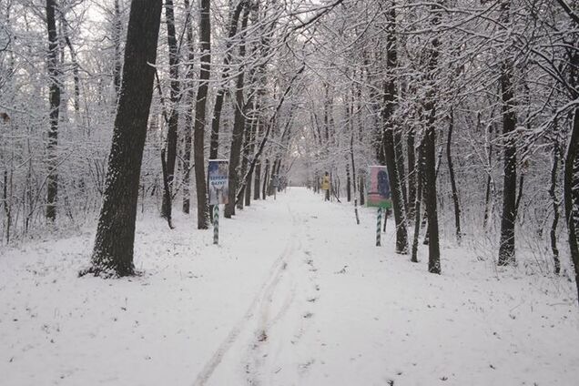 Лес на севере Одесщины засыпало первым снегом