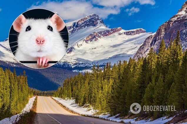 Затмение, Новый год Крысы и другие события января