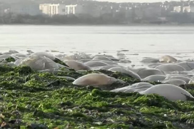 В Венгрии назвали Крым Россией: разгорелся скандал