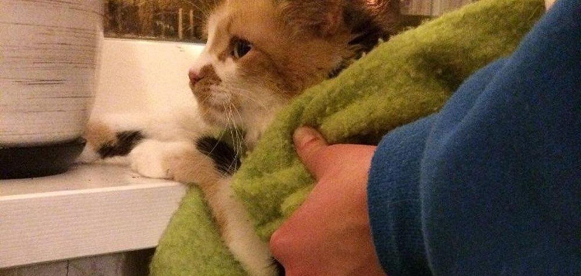 В Кривом Роге семеро спасателей помогли коту-недотепе: фото