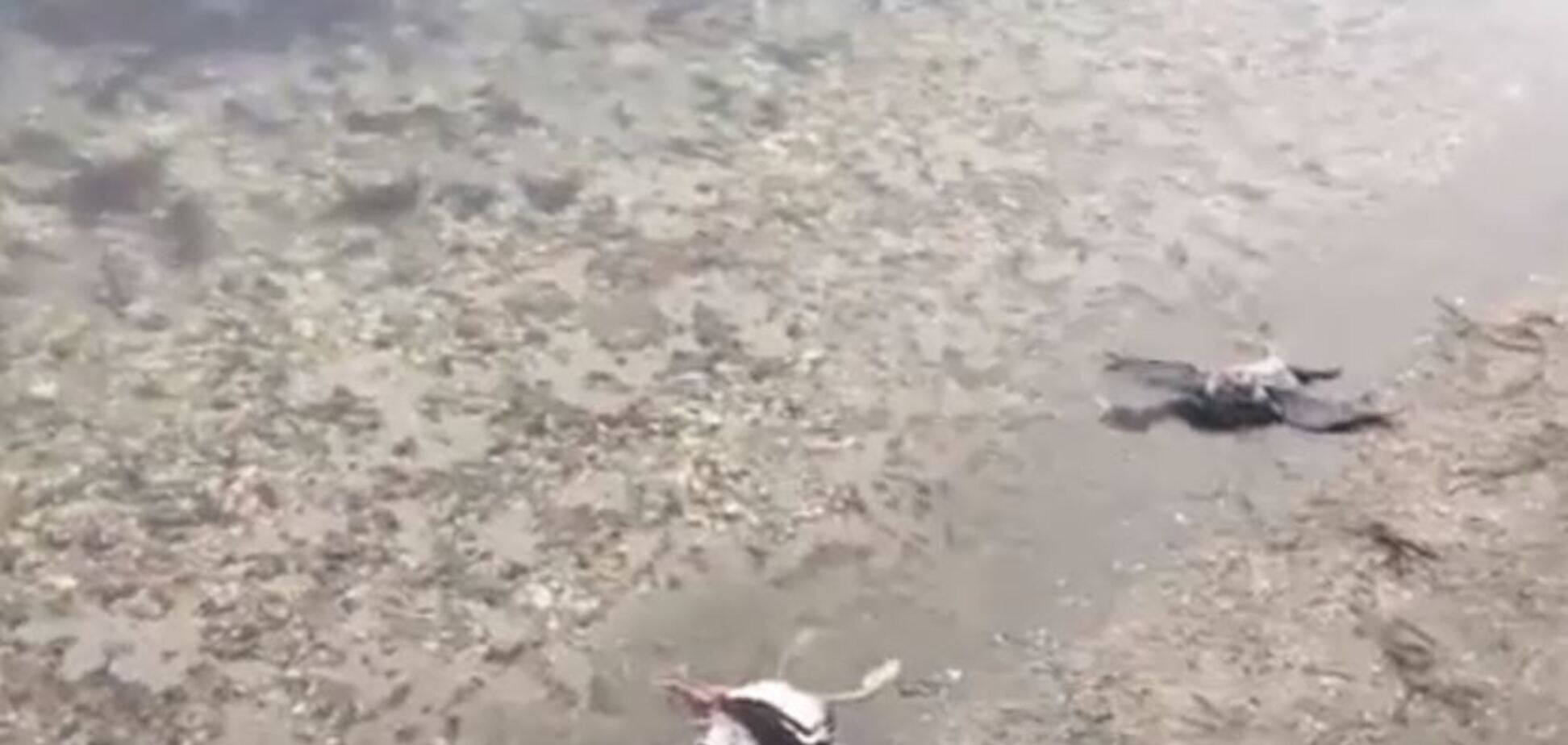 Берег усеян трупами: в Крыму случилось новое бедствие. Видео