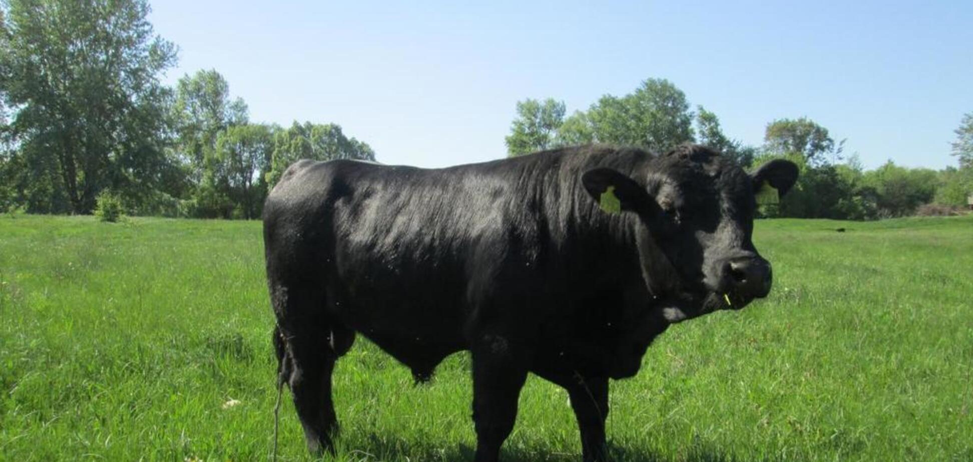 'Укрлендфарминг' нарастил поголовье крупного рогатого скота на 11%