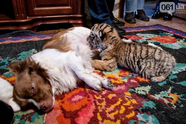 В запорожской области в частном зоопарке собака выкармливает брошенного мамой тигренка