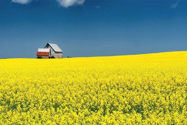 Заобігована земля. Спасти Україну від люмпенізму