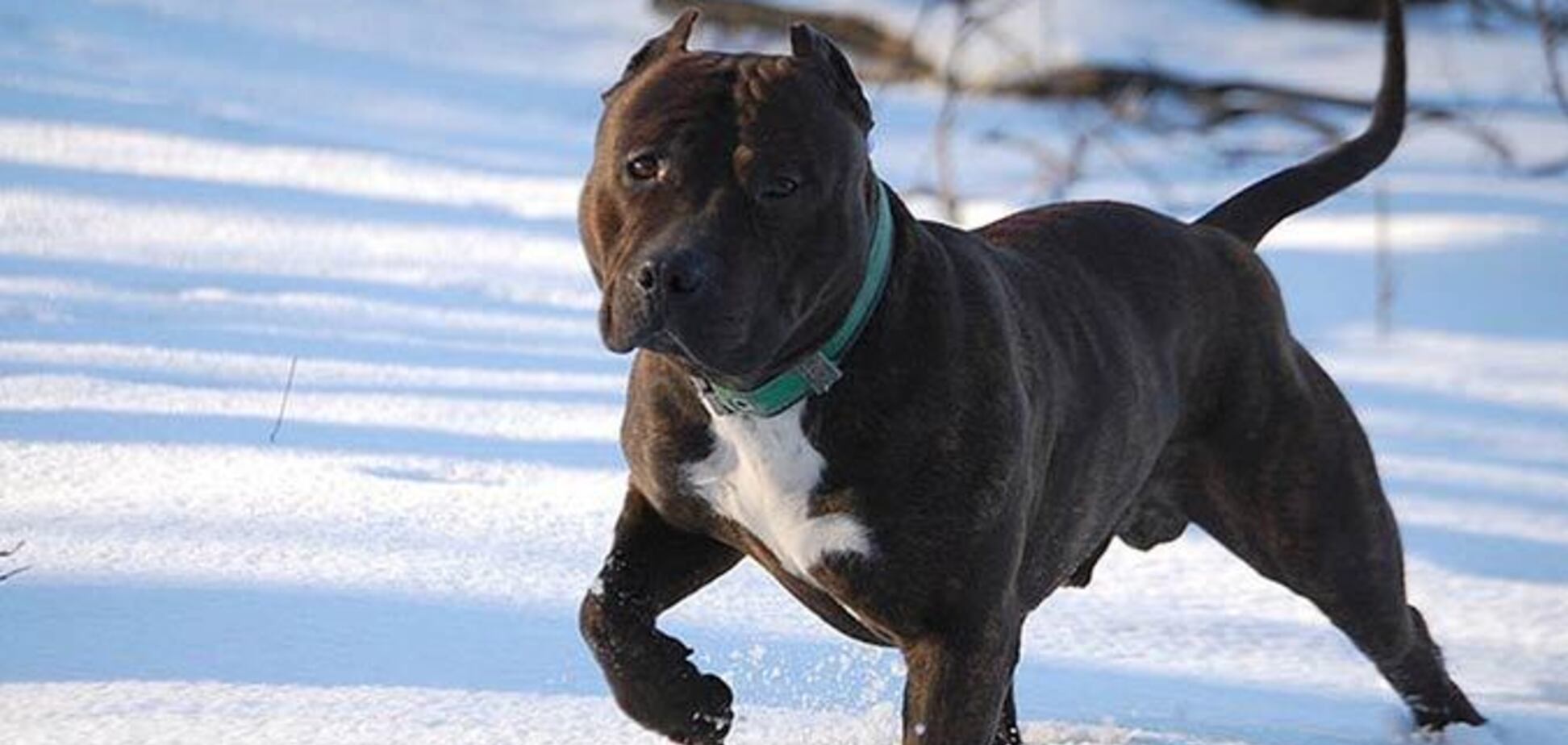 Нацькував п'яний господар: у Києві розгорілася суперечка навколо застреленої поліцейськими бійцівської собаки