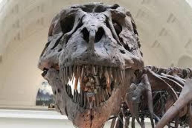 Житель Узбекистана обнаружил скелет динозавра под домом: фото впечатляющей находки