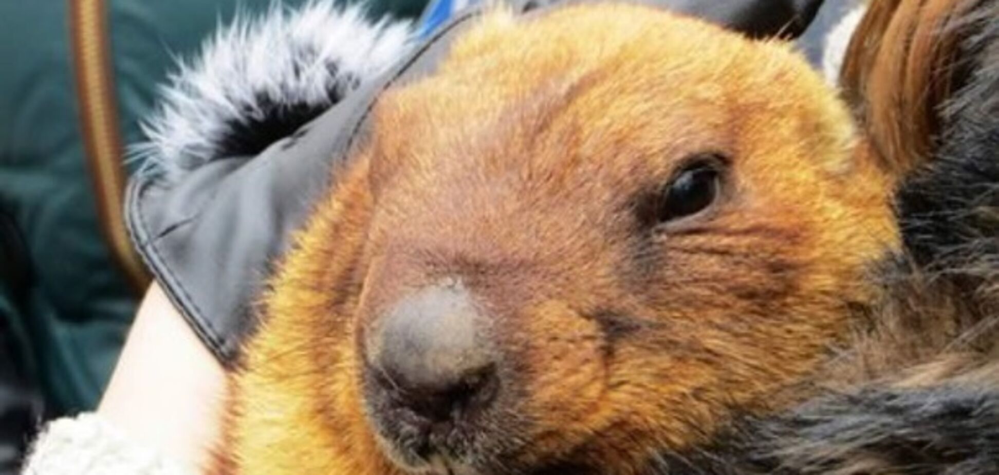 Коли потеплішає: бабак дав прогноз на весну-2019 в Україні