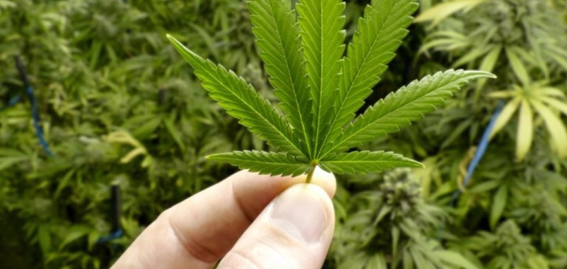 ''Просто панацея'': врач объяснил пользу марихуаны для ветеранов АТО