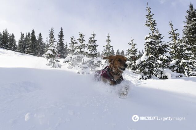 Шквалы, мороз и метели: синоптики пообещали Украине снежный апокалипсис