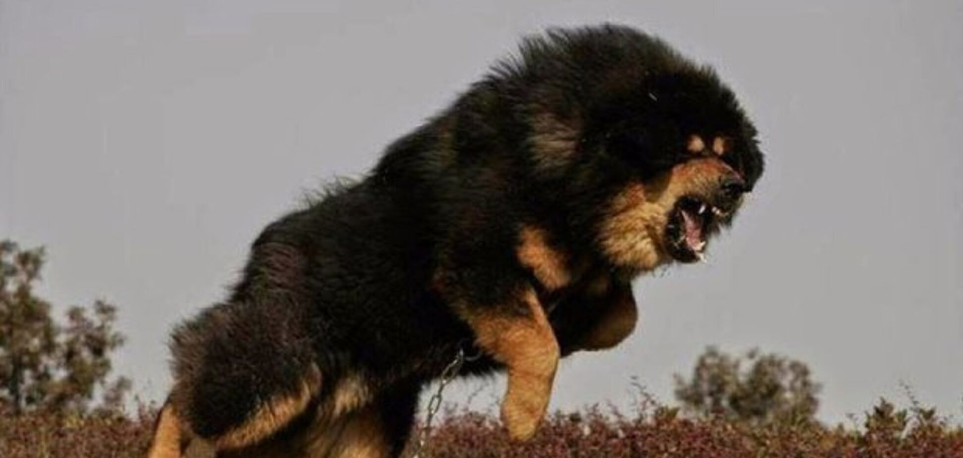 Юних фігуристок в Росії ледь не загризли собаки