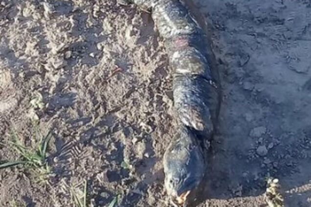 В Аргентині знайшли моторошного монстра з людськими зубами: опубліковані фото