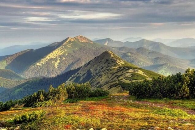 'Пока в Украине вырубают леса': появилось шокирующее фото Карпат