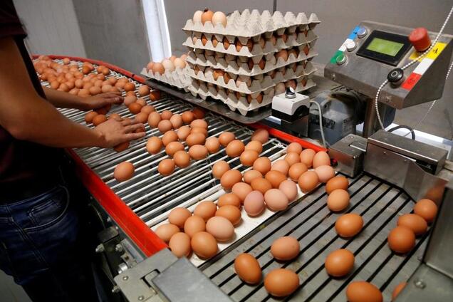 Украинские яйца от 'Авангарда' получили сертификат соответствия Halal