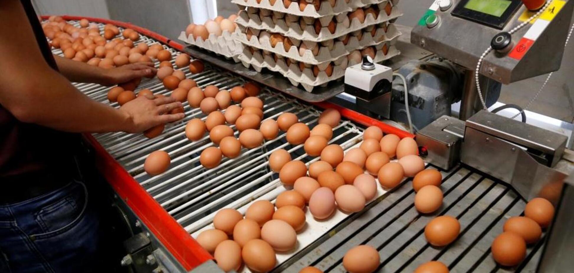 Украинские яйца от 'Авангарда' получили сертификат соответствия Halal