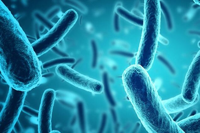 Меняют форму и поведение: ученые обнаружили бактерию-"зомби"