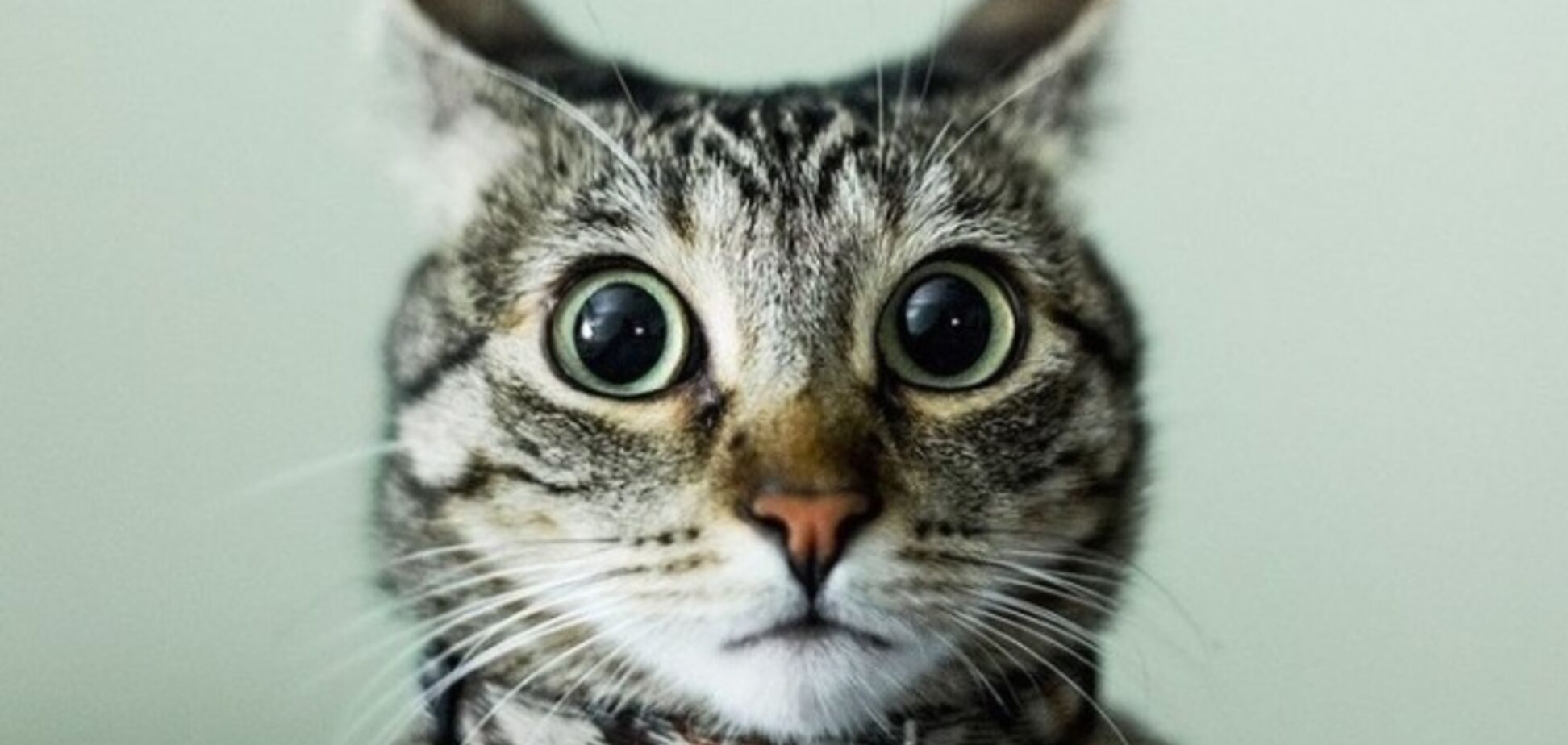 'А их-то за что?' В Крыму объявили о кастрации бездомных. Фотофакт