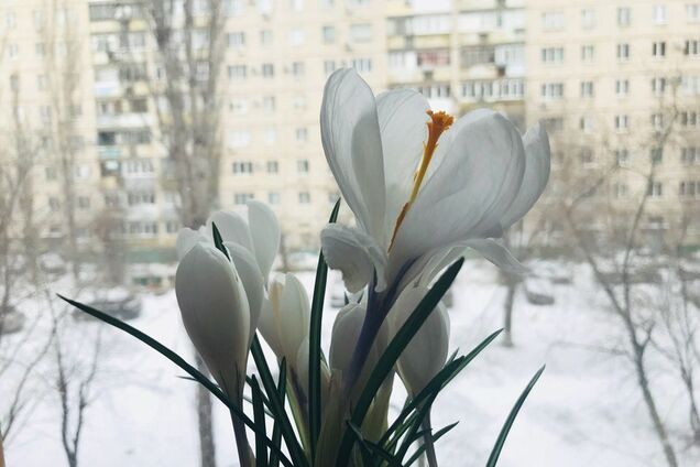   Весна на пороге: синоптики уточнили теплый прогноз по Украине