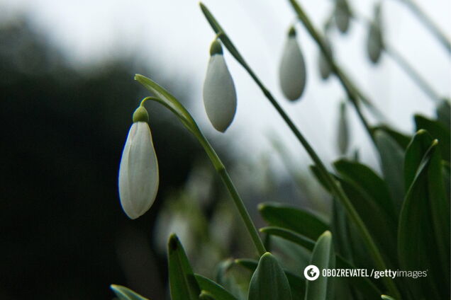 Весной запахнет: синоптики пообещали теплую и сухую погоду в Украине
