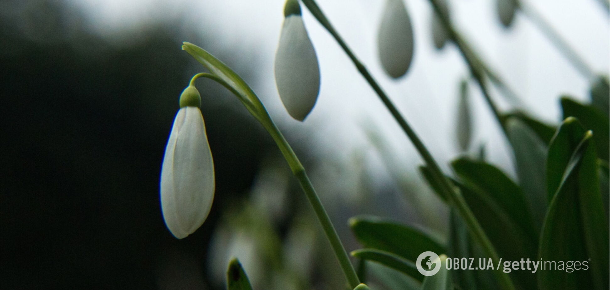  Весной запахнет: синоптики пообещали теплую и сухую погоду в Украине