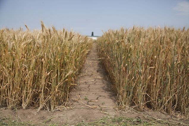 В Укрлендфарминг рассказали, как остановить деградацию украинских земель