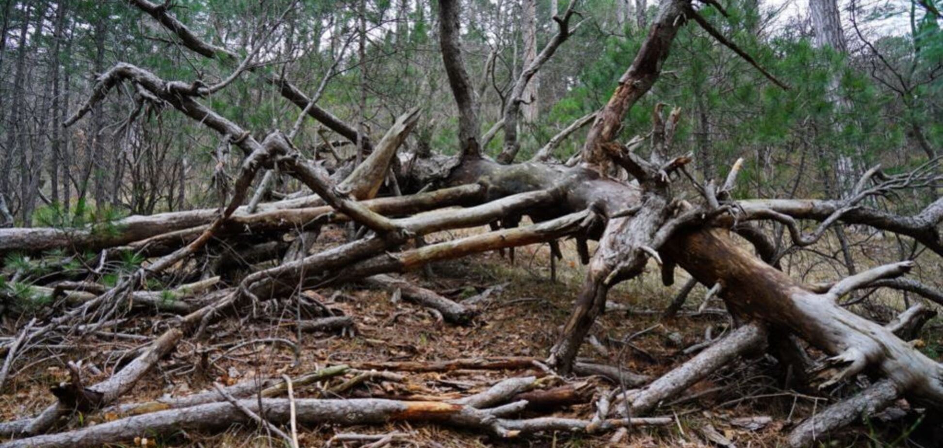 ''Нове прокляття'': українець висміяв Росію за гучний закон про хмиз