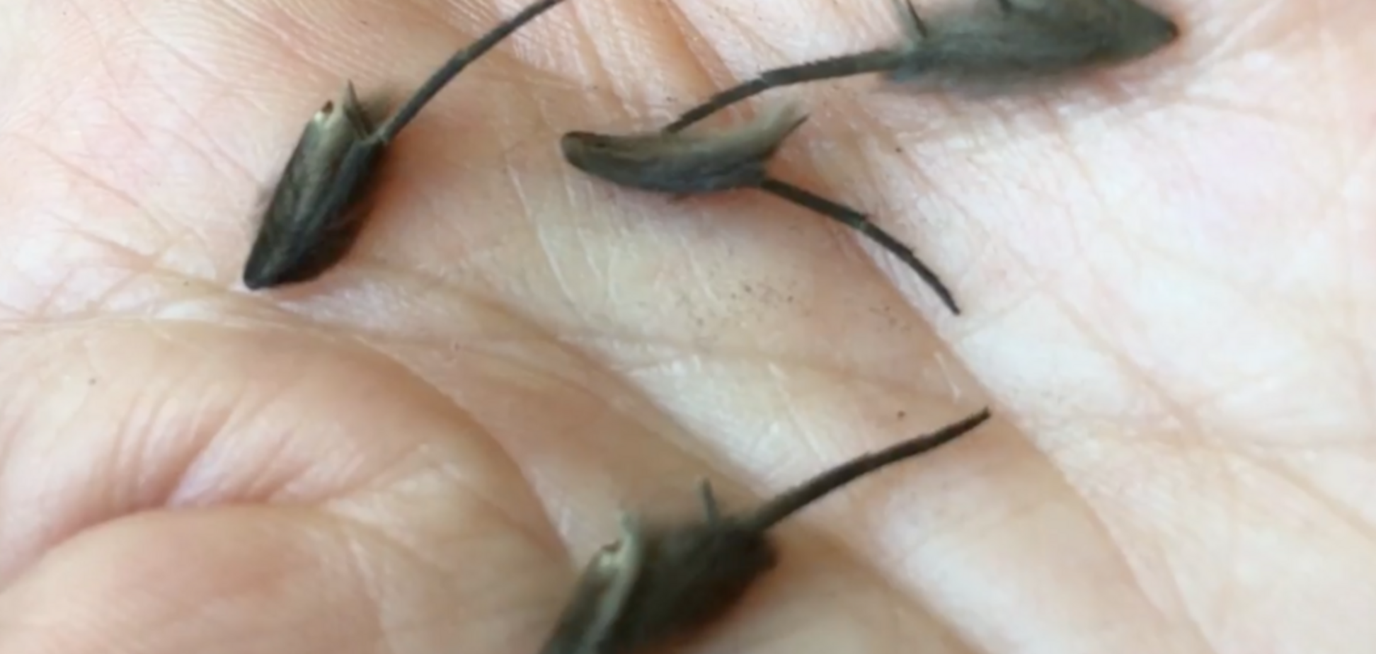 ''Это – фильм ужасов'': мужчина поймал на кухне жуткое существо. Устрашающие кадры