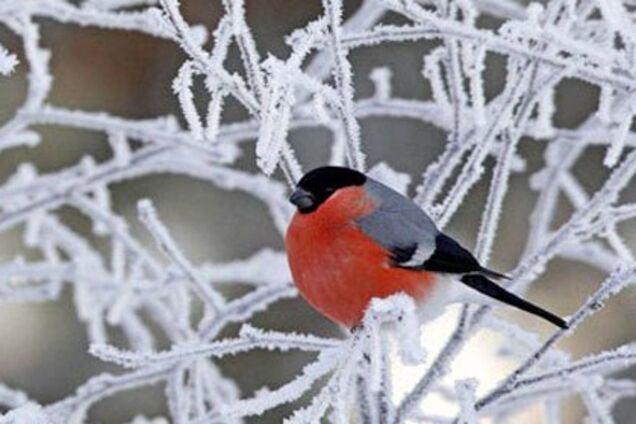 Ударят сильные морозы: появился подробный прогноз погоды на начало весны