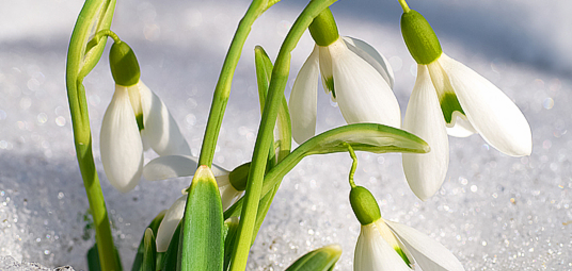 Весна возвращается: синоптик назвала дату следующего потепления в Украине