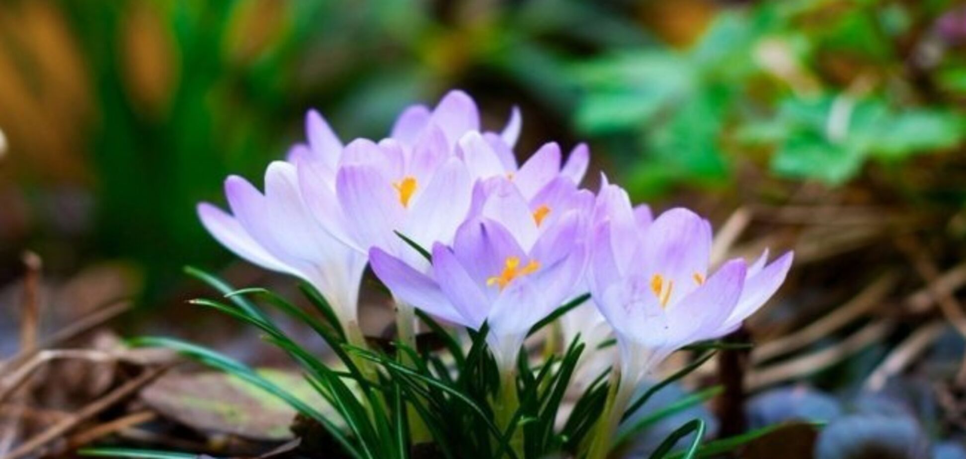 Первый день весны: оригинальные картинки и открытки