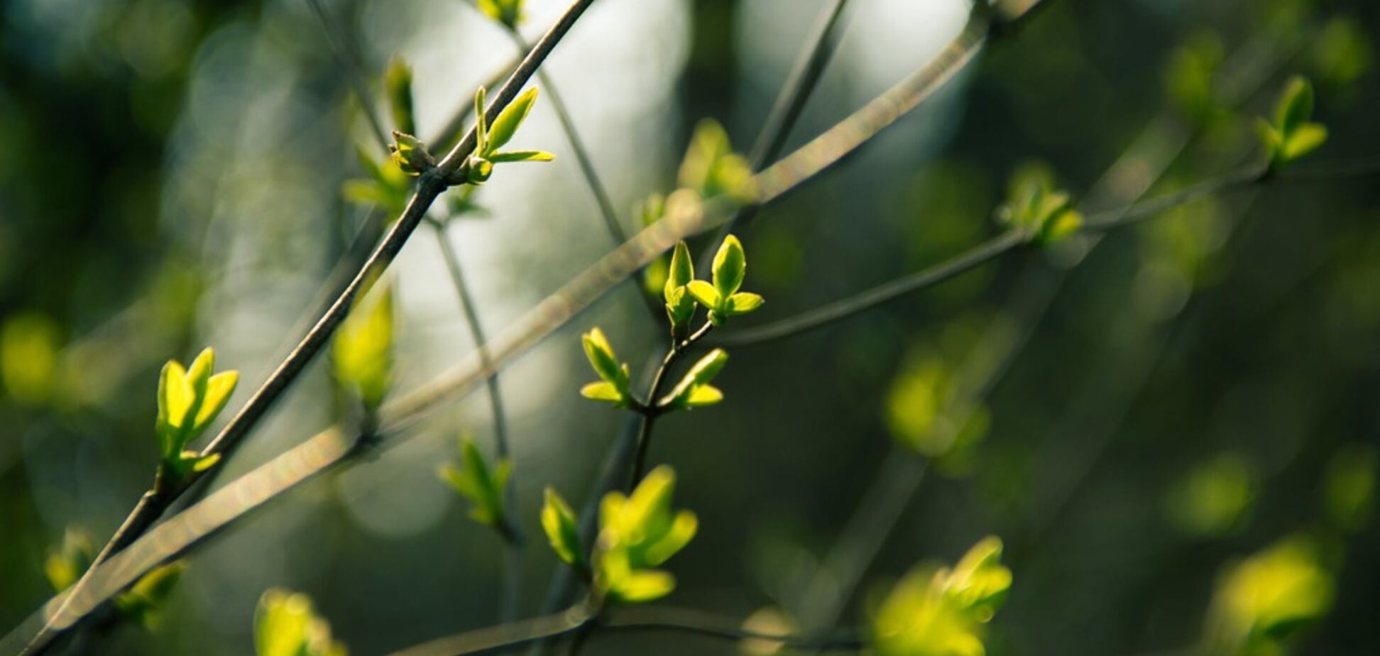 В Україну увірветься весна: з'явився прогноз на перший день тижня
