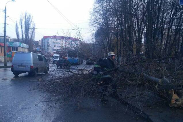 В Виннице дерево убило 11-летнюю девочку