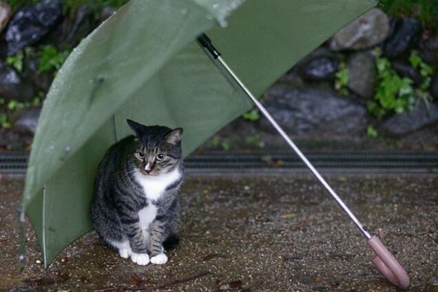 Дощ і штормові вітри: синоптик уточнила прогноз погоди в Україні