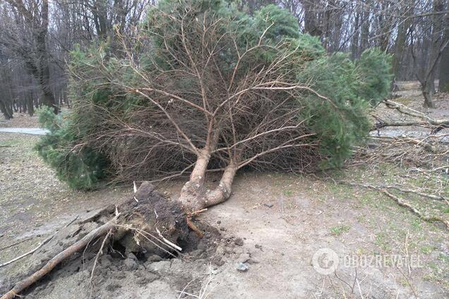 В Киеве ураган сломал деревья и снес крыши: есть пострадавшие