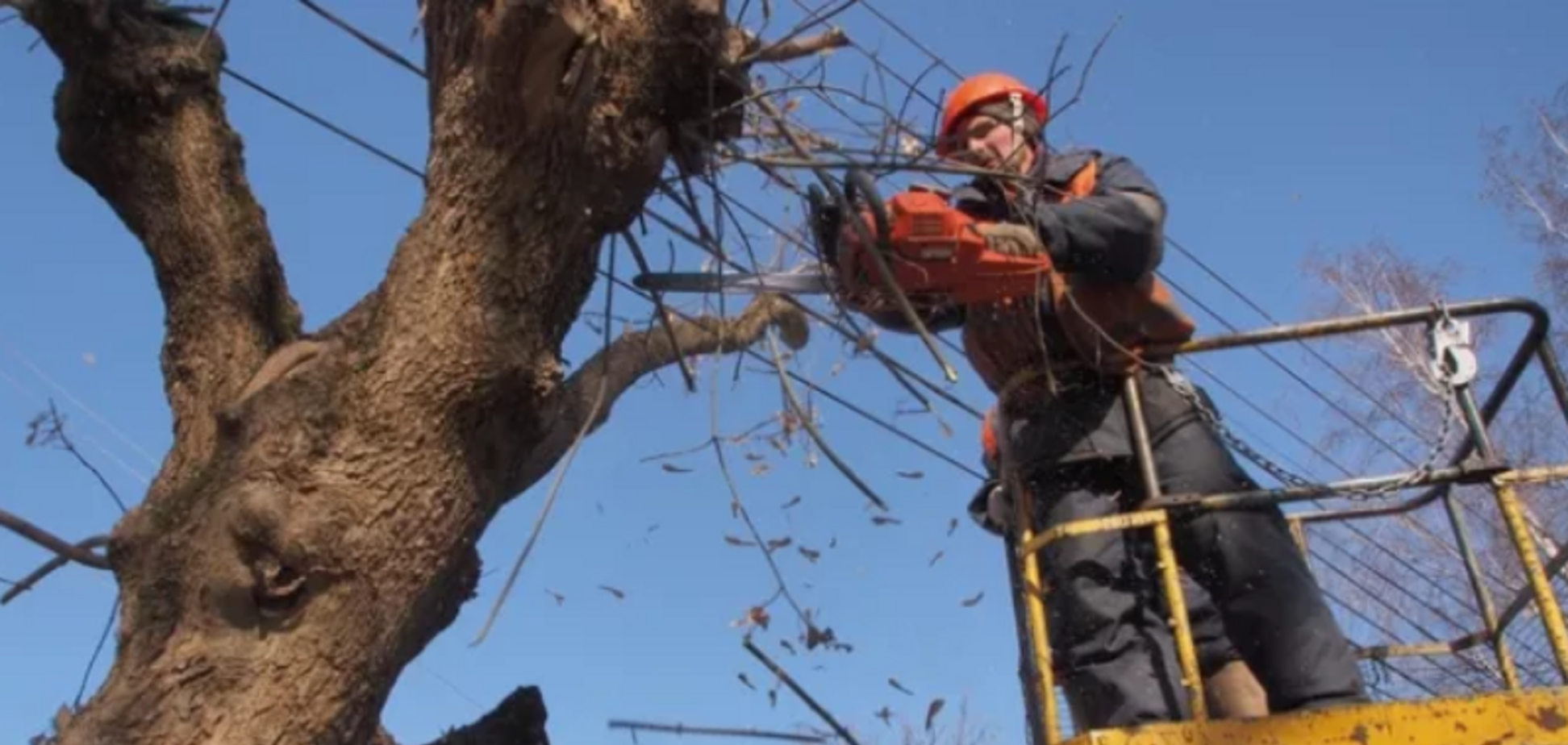 У 'Київзеленбуді' розповіли про плани з обрізування дерев у столиці