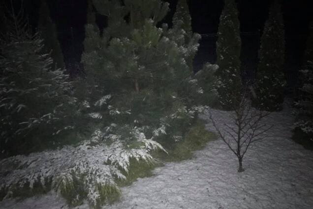 'С регулярным мартовским снегом!' В сети показали фото непогоды во Львове